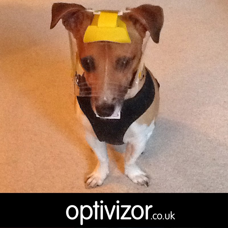 Bertie the Jack Russell x Chihuahua