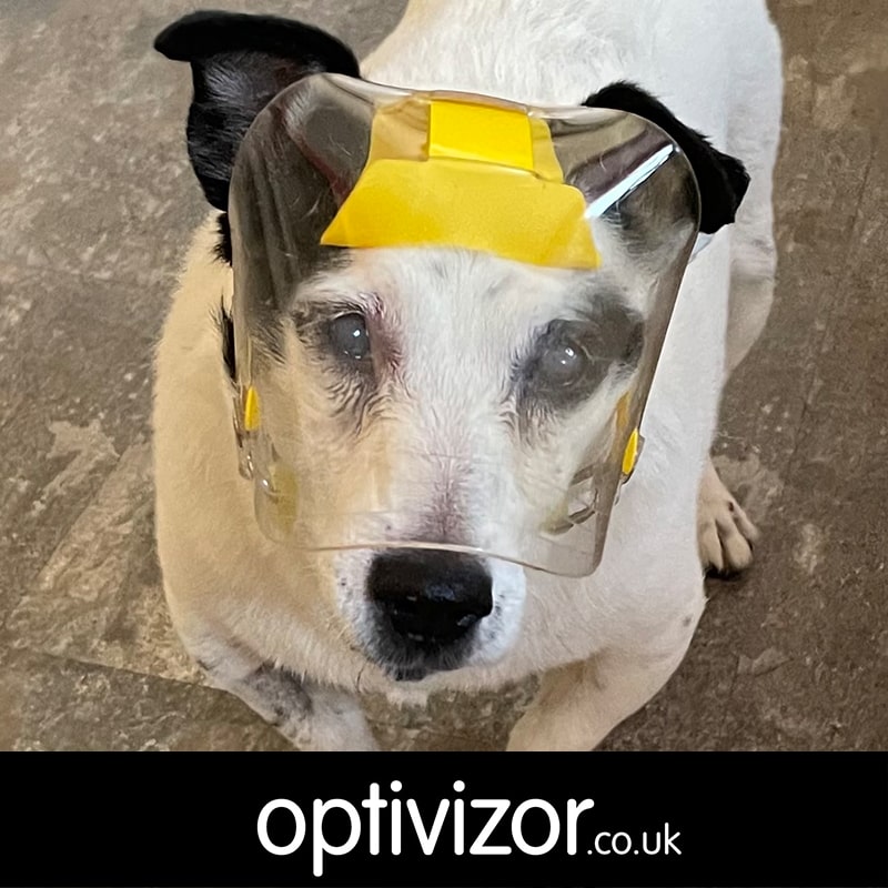 Lucy the Irish Jack Russell