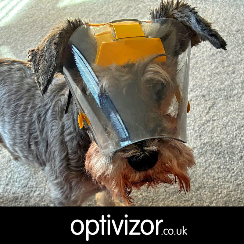 Pippa the Miniature Schnauzer