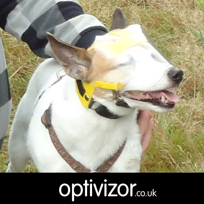 Spud the Jack Russell