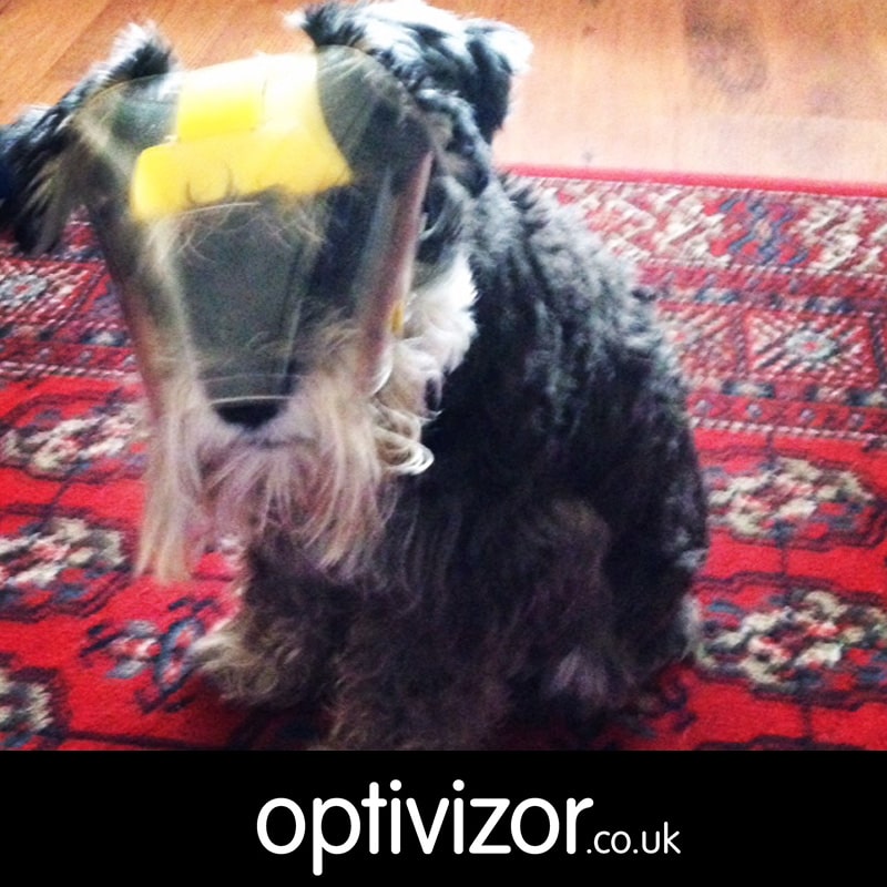 Tasha the Miniature Schnauzer