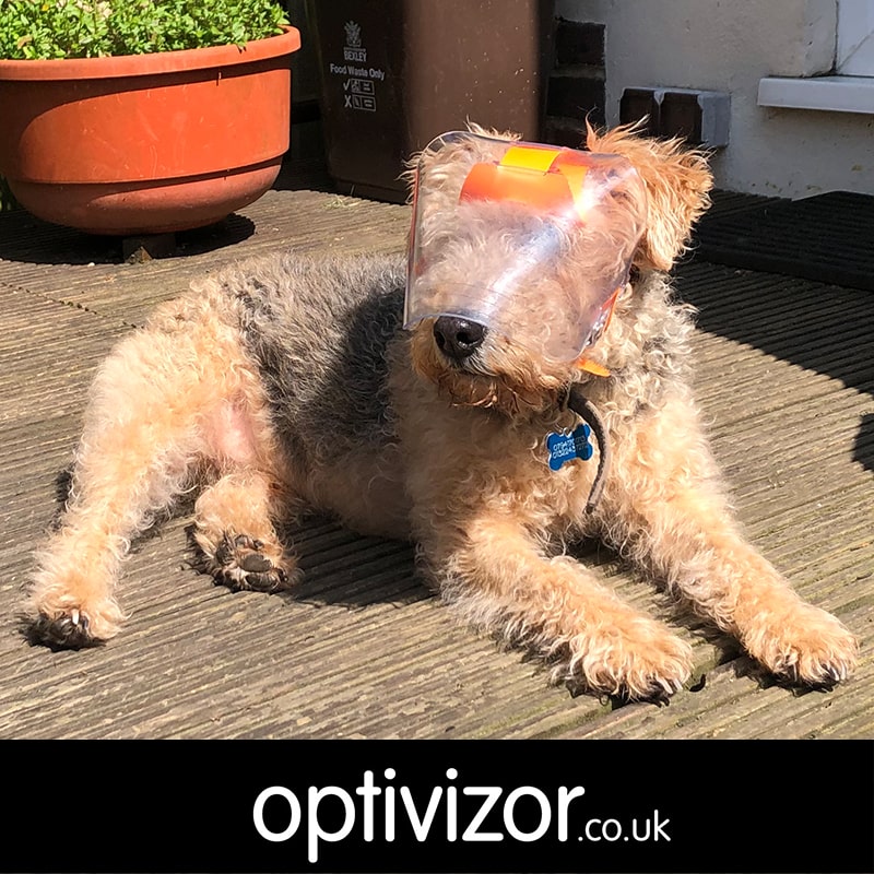 Jack the Lakeland Terrier