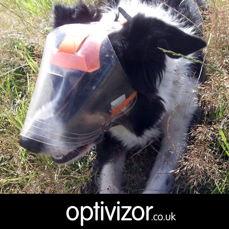 Jessie the Border Collie