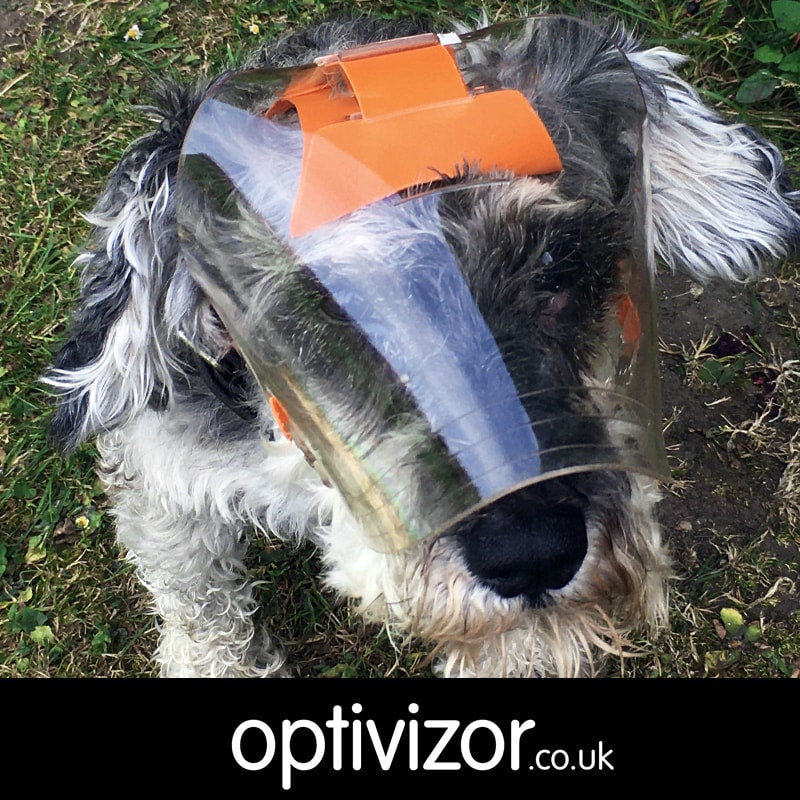 Storm the Miniature Schnauzer