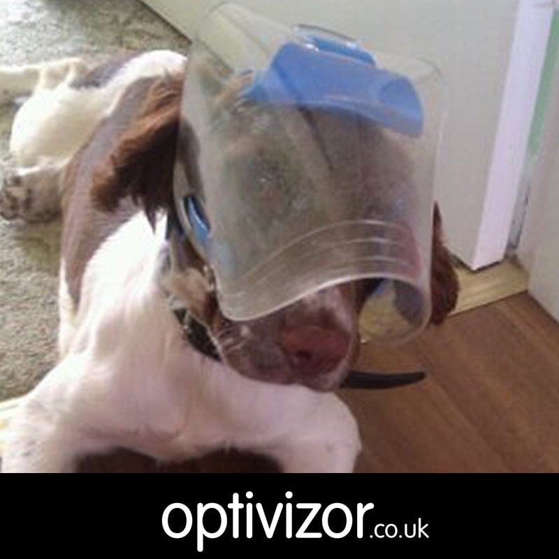 Jester the Springer Spaniel