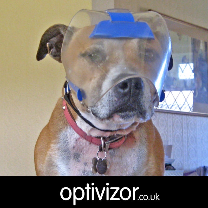 Millie the Staffordshire Terrier