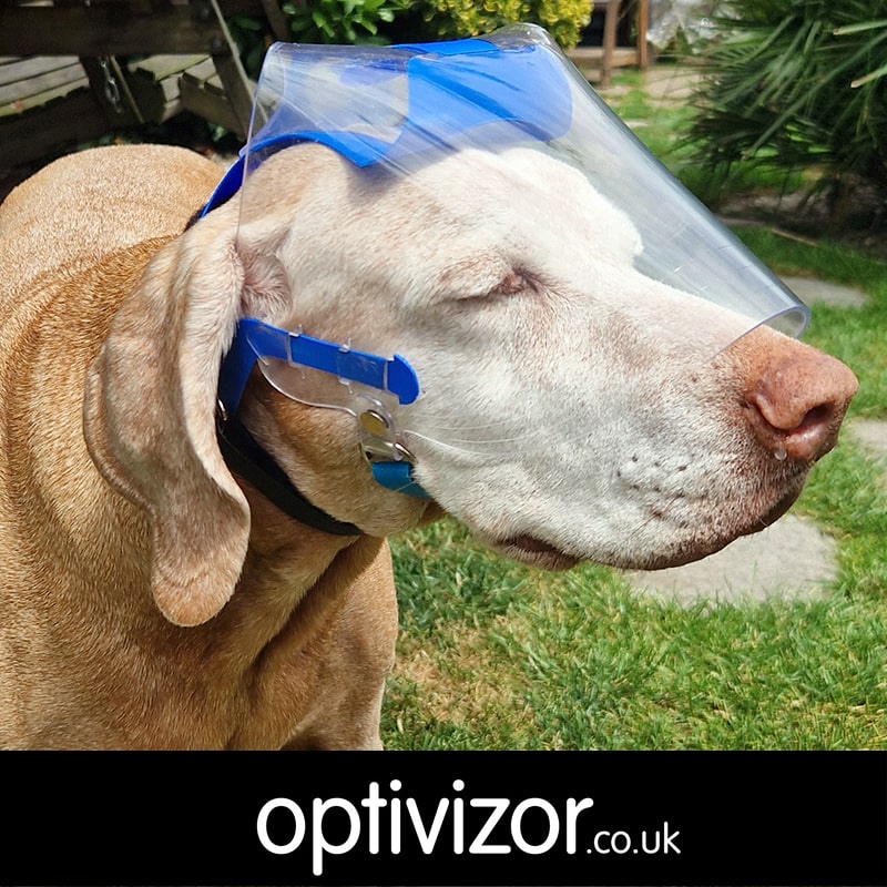 Piri the Hungarian Vizsla