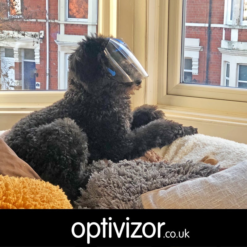 Willis the Standard Poodle