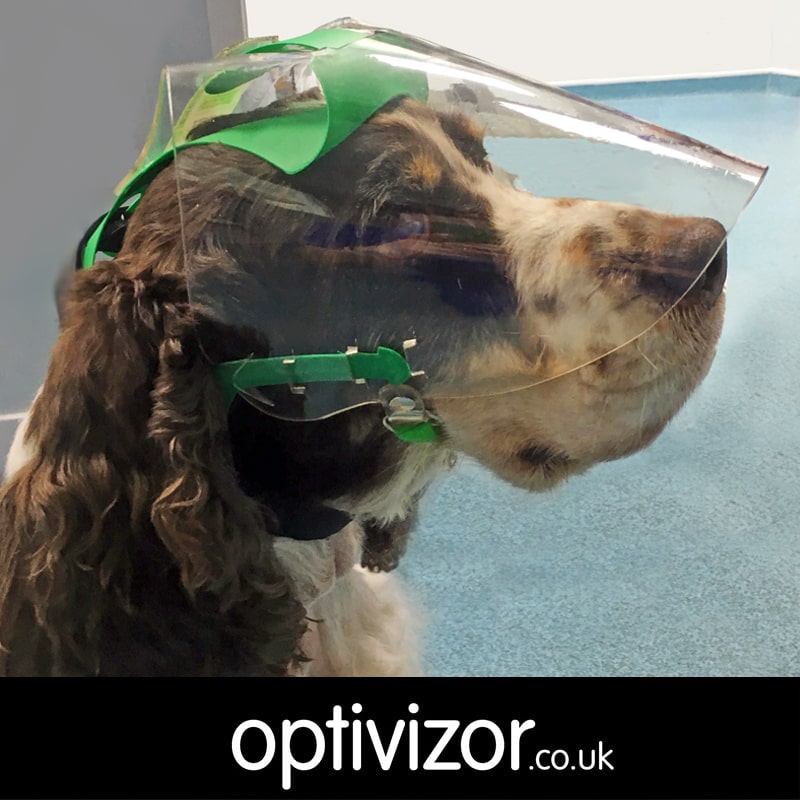 Bailey the Springer Spaniel