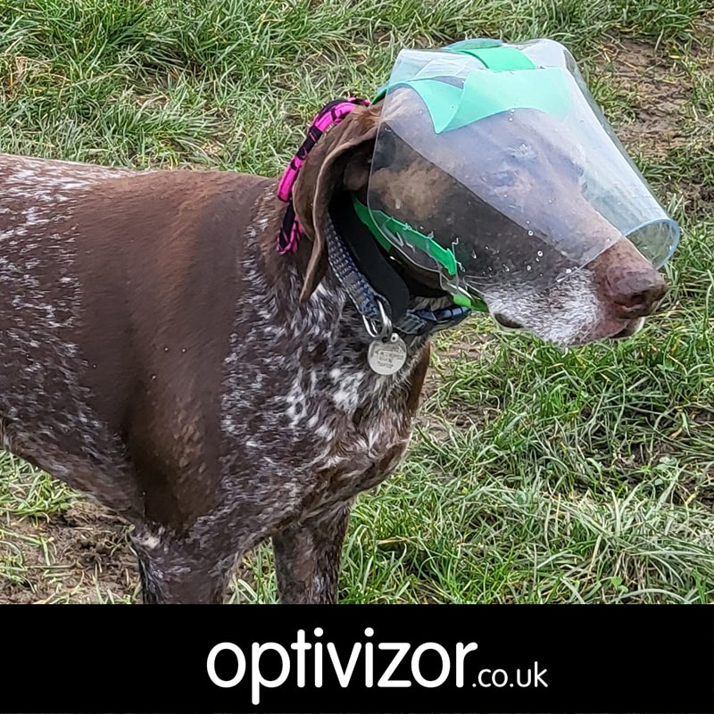 Oscar the German Shorthaired Pointer