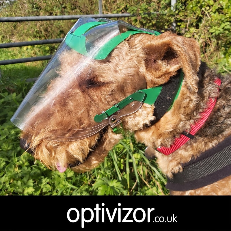 Sam the Airedale Terrier