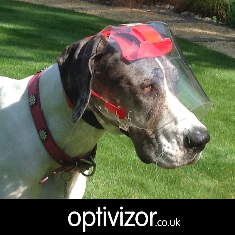 Domino the Great Dane