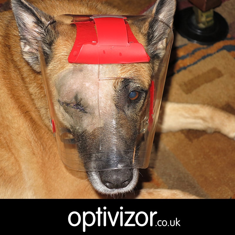 Zada the Malinois-Akita