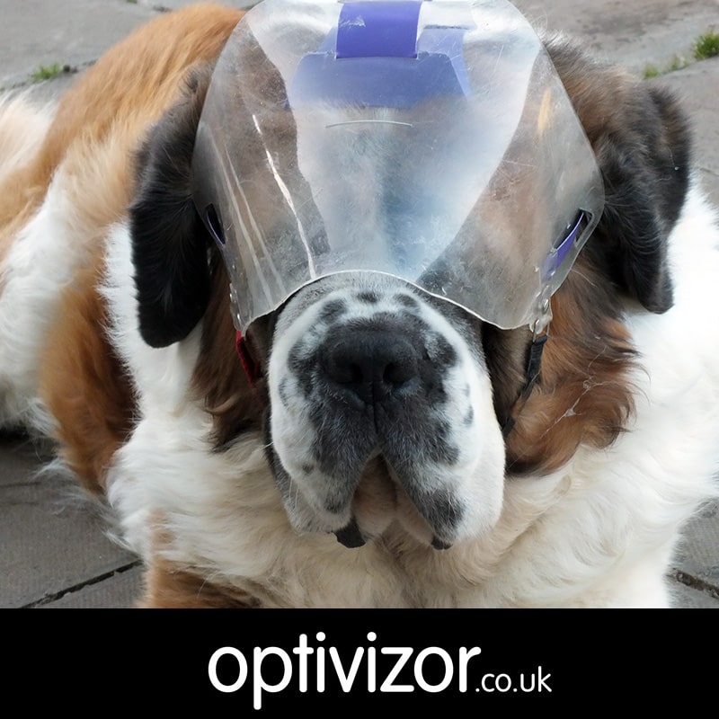 Spencer the St Bernard