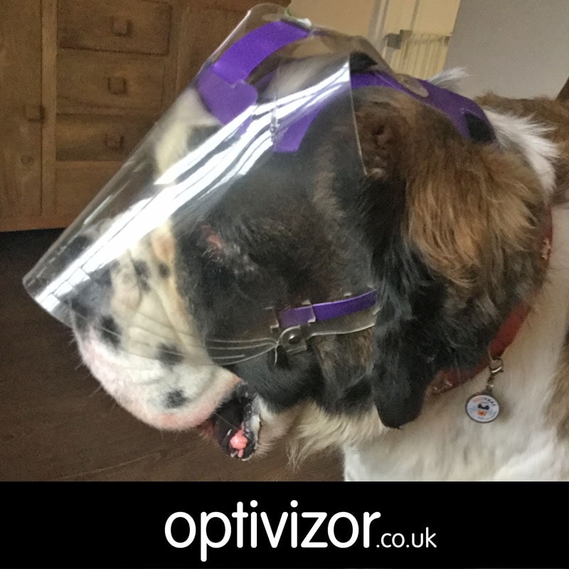 Yogi the Saint Bernard