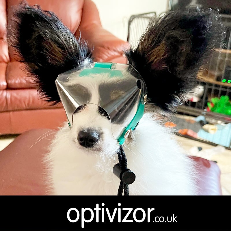 Quipp the Papillon