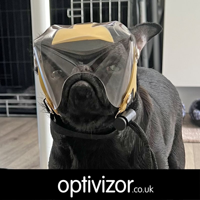 Peggy the Brussels Griffon