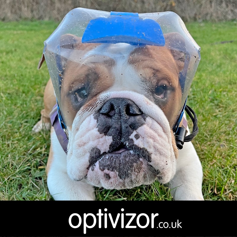 Marge the English Bulldog