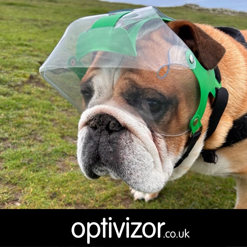 Barney the English Bulldog