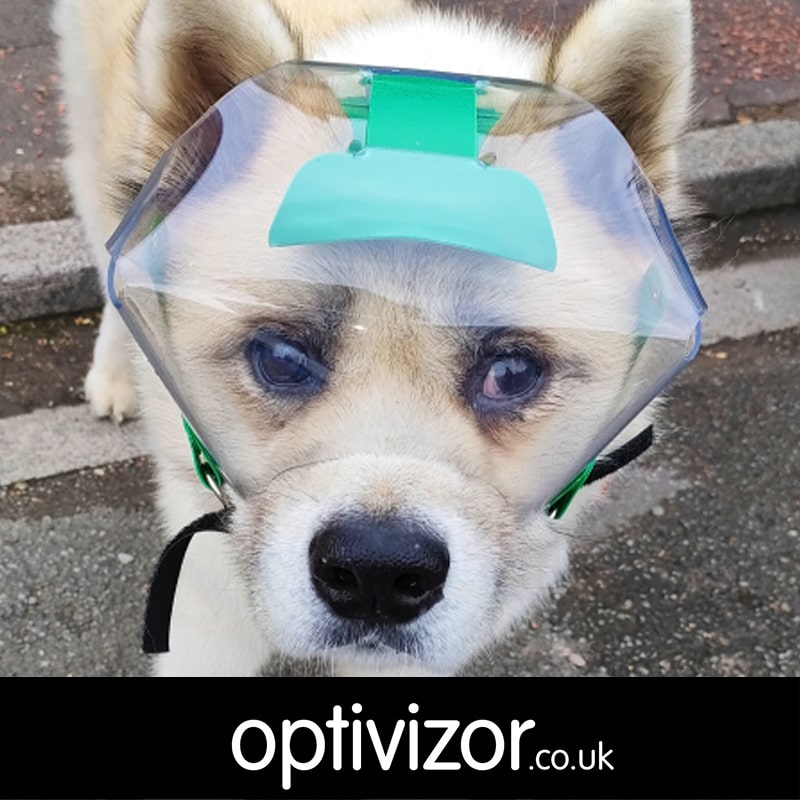 Nunook the Japanese Akita