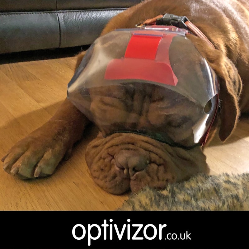 Diesel the Dogue De Bordeaux