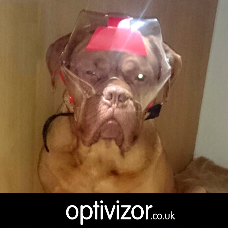 Zinfandel the Dogue De Bordeaux