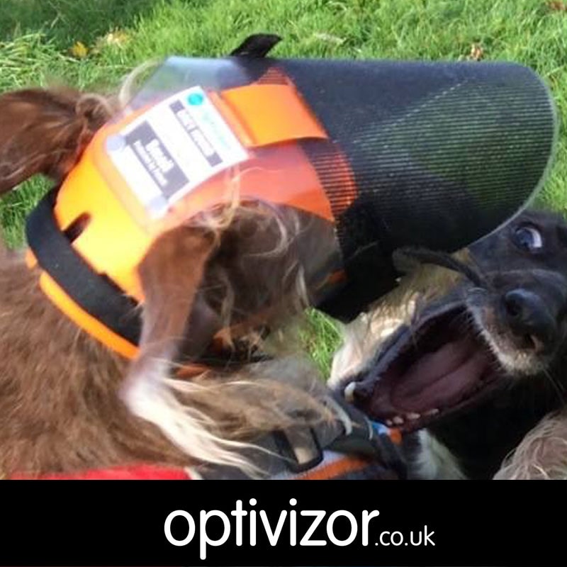 Gracie the Italian Greyhound X Bedlington Terrier