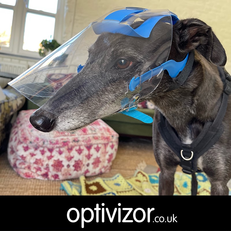 Dreamy the Greyhound