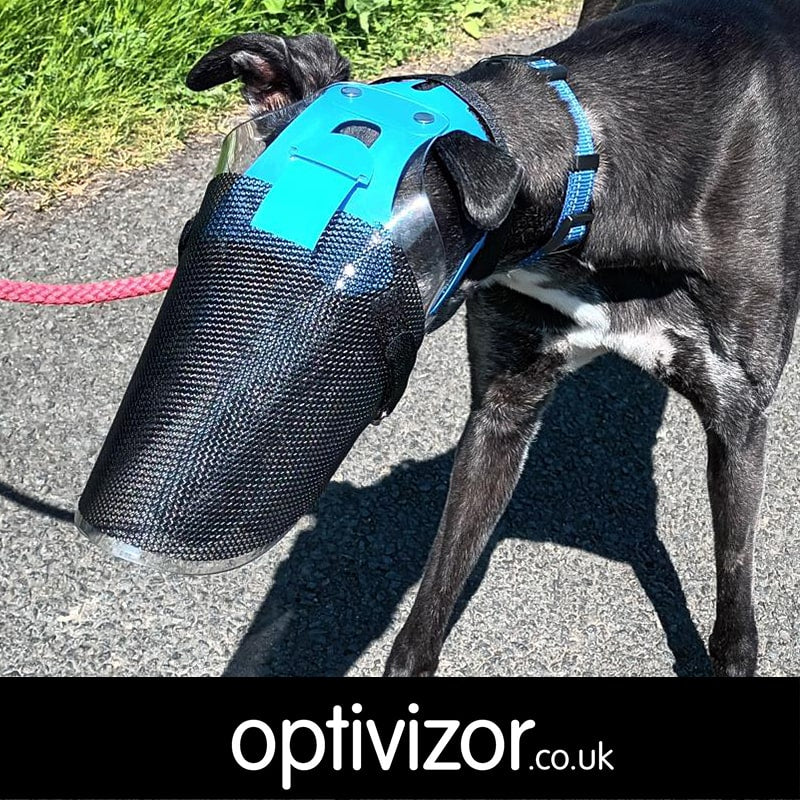 Lucy the Greyhound